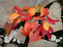 sassafras leaves