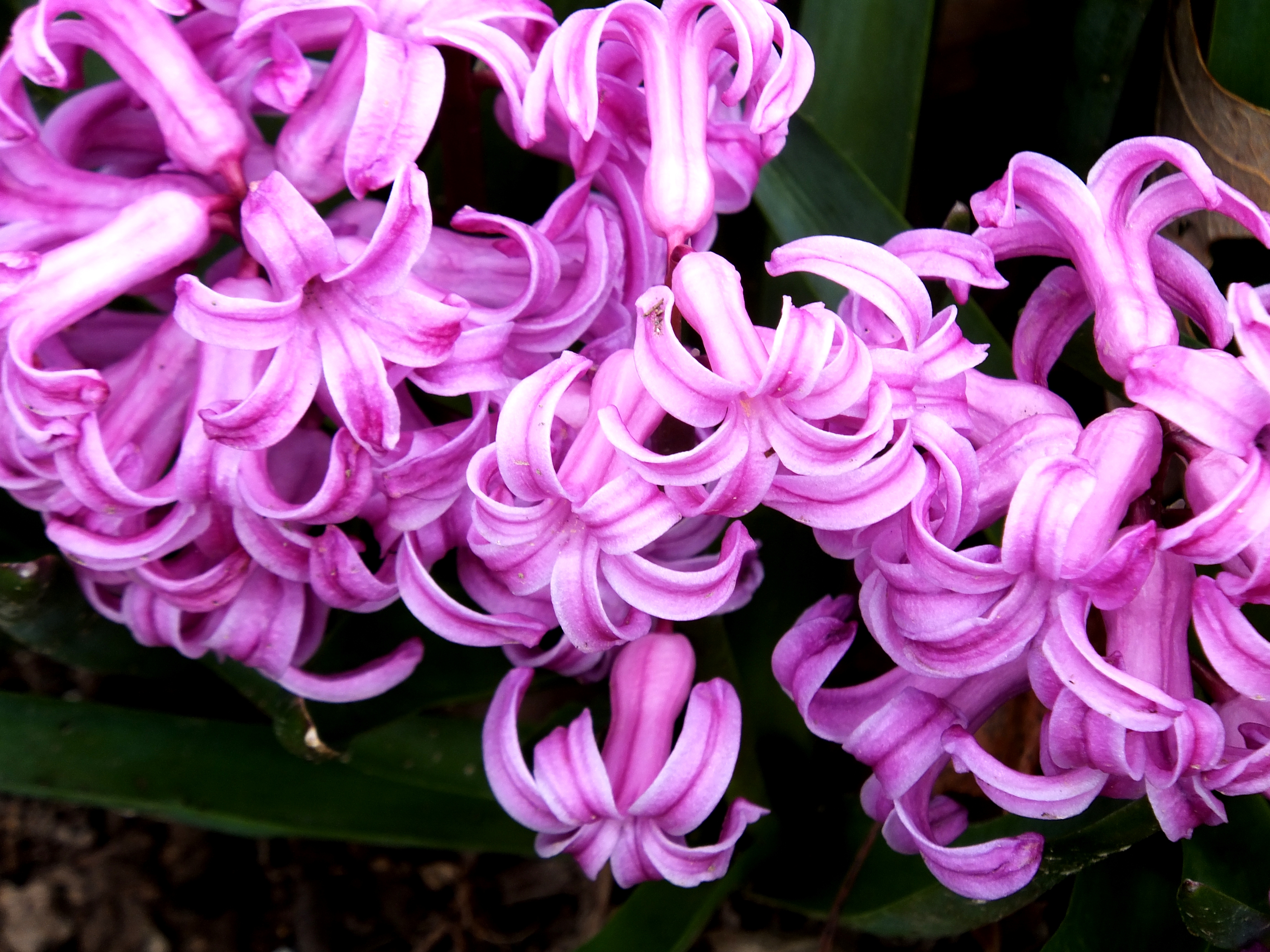 hyacinths 2 2014