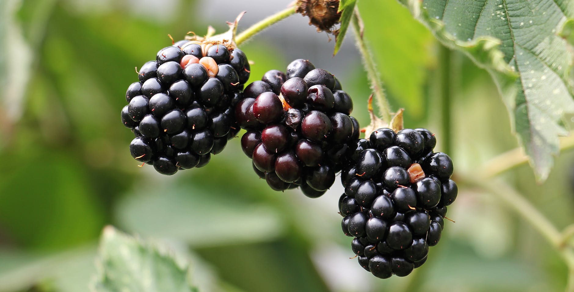 berries blackberries blur close up